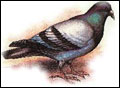 pigeon120.jpg