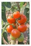 tomate100.jpg