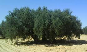 huile-olive-22031010-2.jpg