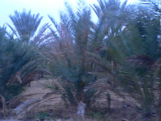 palmiers-douz-320.jpg