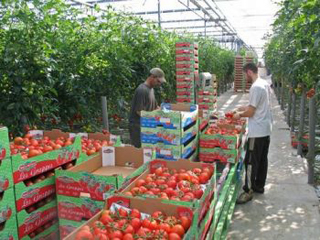 tomates-maroc-2013.jpg