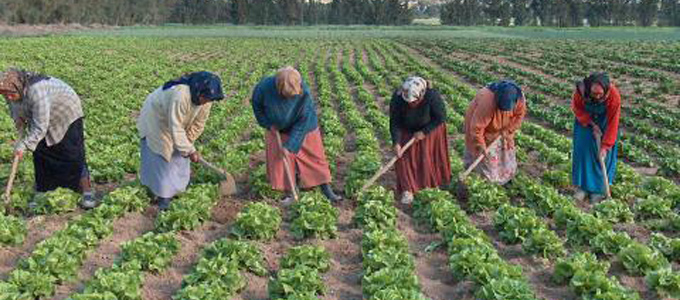 agriculture-tunisie-680.jpg