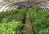 Kébili : focus sur le stockage des dattes et le développement de l’agriculture géothermique