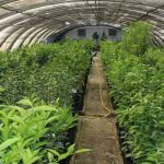 Kébili renforce l’agriculture géothermique avec un nouveau projet de développement sur 5 hectares