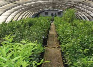 Kébili : focus sur le stockage des dattes et le développement de l’agriculture géothermique