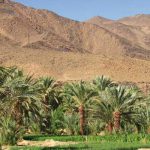 “Sommet africain sur la biodiversité : l’OSS plaide pour une approche intégrée du développement durable en Afrique