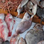 Tunisie : Forte baisse de l’excédent commercial des produits de la pêche à fin mai 2025 poisson