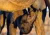 Tunisie-Oman : un projet de collecte de lait de chamelle auprès des petits éleveurs