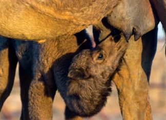 Tunisie-Oman : un projet de collecte de lait de chamelle auprès des petits éleveurs