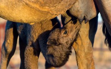 Tunisie-Oman : un projet de collecte de lait de chamelle auprès des petits éleveurs