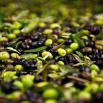Manouba : lancement officiel de la saison de cueillette des olives avec une hausse de 16 % de la production