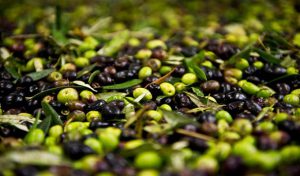 tunisie-olive-production