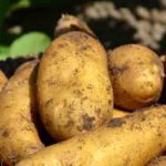 Tunisie : plafonnement des prix des pommes de terre et des poissons à partir du 4 août 2025 Pommes de terre