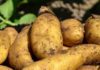 Gafsa : la récolte de pommes de terre d’arrière-saison estimée à 13 500 tonnes Pommes de terre