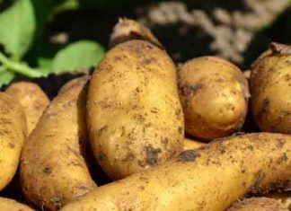 Gafsa : la récolte de pommes de terre d’arrière-saison estimée à 13 500 tonnes Pommes de terre