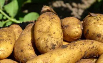 Gafsa : la récolte de pommes de terre d’arrière-saison estimée à 13 500 tonnes Pommes de terre