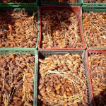 Hausse de 4,4 % des recettes des dattes : l’Europe reste la première destination