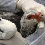 L’Association des “amis des oiseaux” publie tous les 15 jours une note sur la grippe aviaire