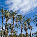 Terrasafe : des innovations biologiques pour sauver les oasis du sud tunisien de la désertification