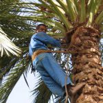 Kébili: Démarrage de l’ensachage des régimes dans les oasis de Rjim Maatoug