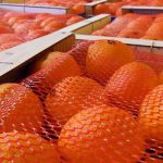 Agrumes tunisiens : 15 000 tonnes de maltaise attendues sur le marché français en 2025