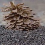 Siliana, premier producteur de zgougou en Tunisie avec 132 mille kg de pin d’Alep récoltés