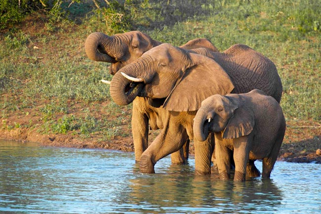 elephants-afric.jpg