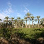 Tozeur : 300 palmiers détruits dans l’ancienne oasis