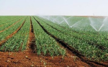 Agriculture irriguée : réunion à Tunis pour garantir la rentabilité des projets dans quatre gouvernorats