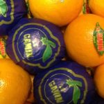 Nabeul: La régression de la récolte d’oranges maltaises affecte les exportations