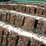 AgroAlimentaire | Tunisie : formation sanitaire pour l’élevage d’escargots