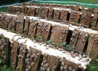 AgroAlimentaire | Tunisie : formation sanitaire pour l’élevage d’escargots