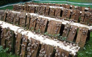 AgroAlimentaire | Tunisie : formation sanitaire pour l’élevage d’escargots