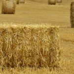 Canicule en Tunisie : mesures urgentes pour protéger le cheptel et les produits agricoles