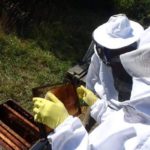 Zaghouan : 17 apiculteurs bénéficient d’un appui financier pour développer leurs activités