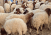 mouton