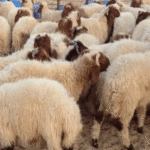 Aïd al-Adha 2026 : Ellouhoum lance une consultation pour l’approvisionnement en moutons mouton