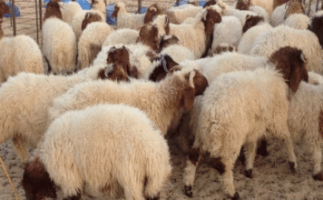 Aïd al-Idha 2026 : fixation officielle des prix des moutons en Tunisie selon le poids mouton