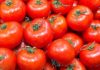 Alerte au Cap Bon : La récolte de tomates s’effondre de moitié à cause du réseau d’irrigation ! Tomates