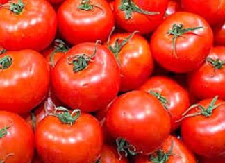 Alerte au Cap Bon : La récolte de tomates s’effondre de moitié à cause du réseau d’irrigation ! Tomates