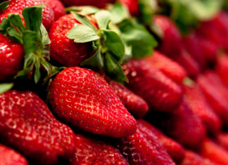 Tunisie : l’INSSPA dément les rumeurs sur la toxicité des fraises et rassure les consommateurs