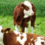 Tunisie : Alerte à l’entérotoxine, les éleveurs appelés à la vigilance