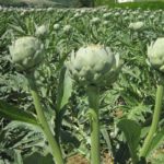 Manouba : 40 % de la production d’artichauts destinée à l’export et à la transformation