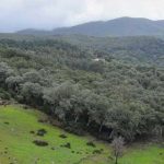 Tunisie : appel du WWF pour renforcer les projets environnementaux et forestiers en Kroumirie-Mogods