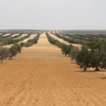 L’ONH met à la disposition des agriculteurs des variétés d’oliviers destinées à la production d’huile et d’olives de table