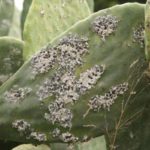 Figue de barbarie à Zaghouan : la coccinelle, alliée contre les nuisibles Cactus