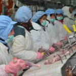 ONAGRI: Hausse de 6,2% de la production de poulets de chair vif en 2021