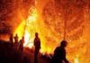 Feux de forêt en Tunisie : plus de 14 000 hectares touchés durant l’été 2026