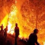 5 900 ha de forêts tunisiennes détruits par les incendies, selon la Protection civile