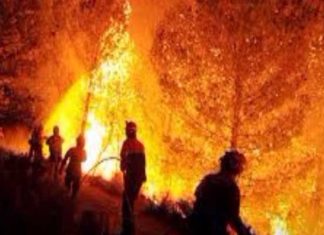 Feux de forêt en Tunisie : plus de 14 000 hectares touchés durant l’été 2026
